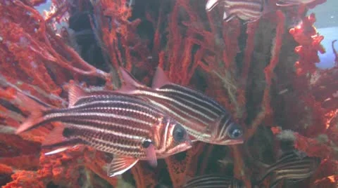 Life under the sea Stock-Footage 12397010