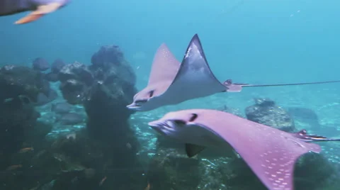 Life of under water 库存影片 25437061