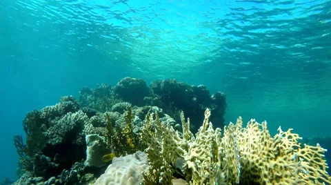 Life under the water. Stock Footage 60704674
