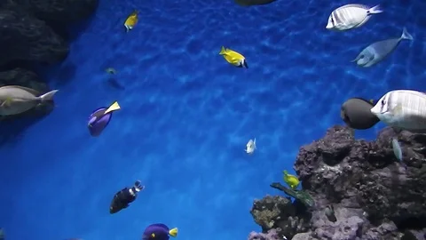 Life under water Stock Footage 101744053