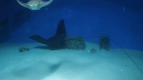 Life under water. Stock-Footage 102172811