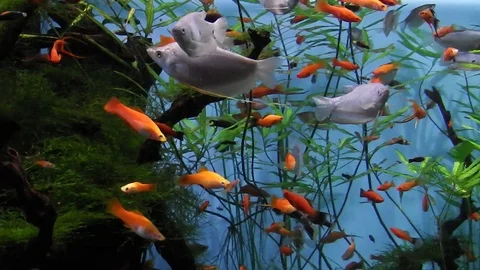 Life under water. Stock Footage 102172930