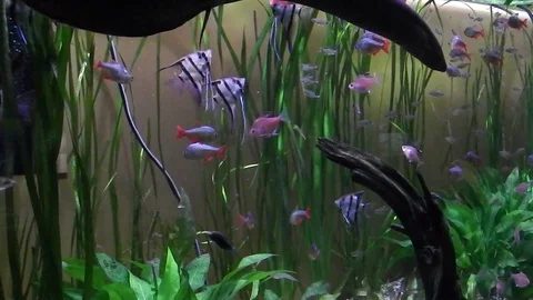 Life under water. Stock-Footage 102173261