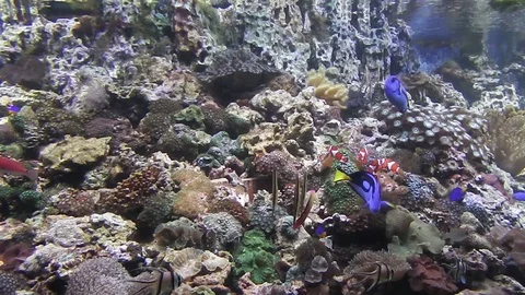Life under water. Stock Footage 102173595
