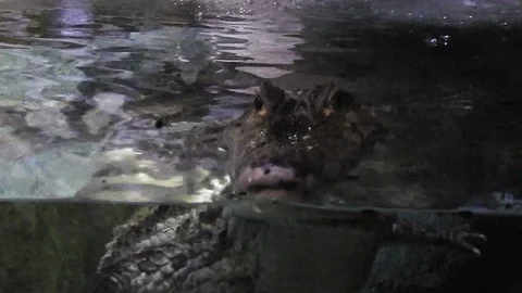 Life under water. Stock-Footage 102613610