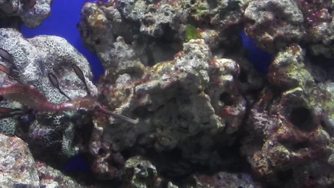 Life under water. Stock-Footage 102614406