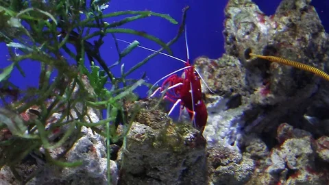 Life under water. Stock-Footage 102614682