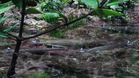 Life under water. Stock Footage 104296366