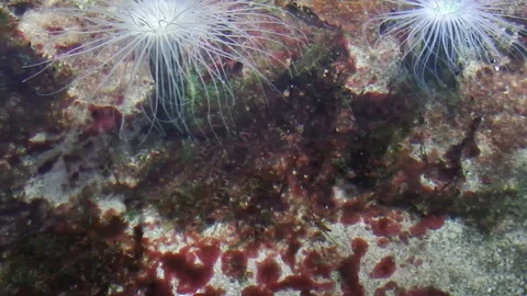 Life under water. Stock Footage 104296423
