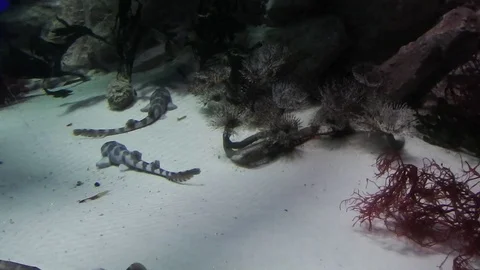 Life under water. Stock-Footage 104297185