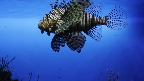 Life under water. Stock Footage 104297915