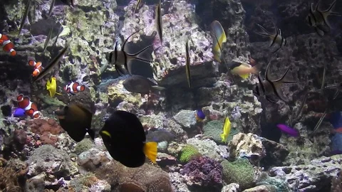 Life under water. Stock Footage 105867794