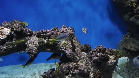 Life under water. Stock Footage 105868385