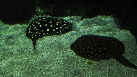 Life under water. Stock Footage 105868682