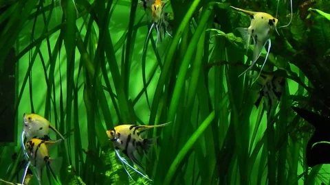 Life under water. Stock-Footage 105869537