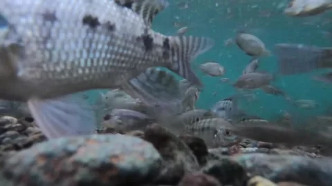Life under Water Stock Footage 323839728