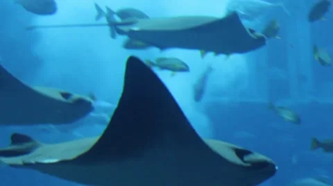 The life underwater Stock Footage 52349318