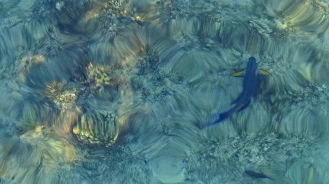 Life in the water Stock Footage 62049614