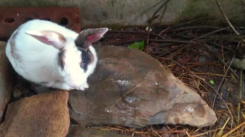 The life of the white rabbit on the rock Stock Footage 253057728