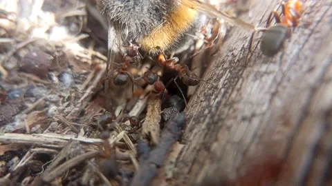 The life of wild ants. Ants pull a dead bumblebee. Joint work. Stock Footage 213338760