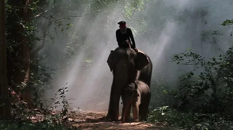 Life in the wild Stock Footage 56841051
