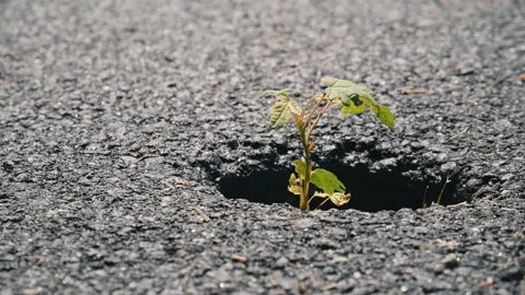 Life will find its own way 库存影片 280109593