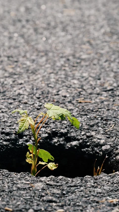 Life will find its own way Stock Footage 280110308