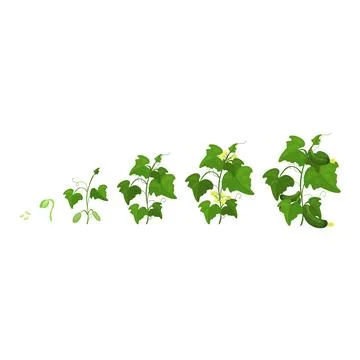 Lifecicle of cucumber isolated on a white Stock Illustration