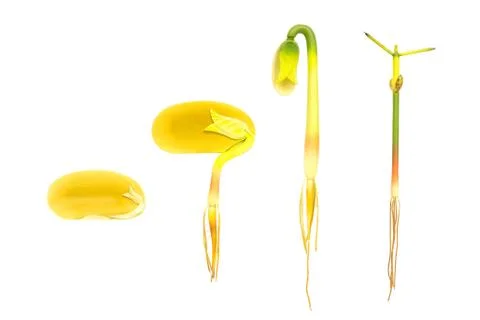 Lifecycle germination bean on white for education Stock Photos