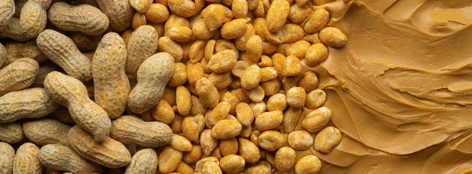 Lifecycle of the Peanut Foto stock