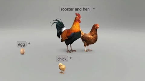 The lifecycle of precocial birds Stock Footage 280081889