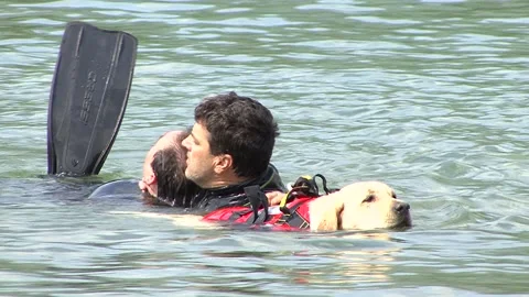Lifeguard dog engaged in training to save man in the water Vidéo 190484873