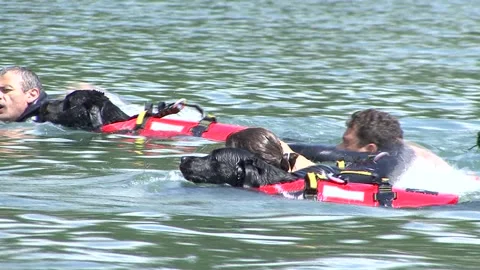 Lifeguard dog engaged in training to save man in the water Vidéo 190485083