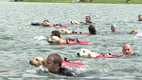 Lifeguard dog engaged in training to save man in the water Vidéo 190485317