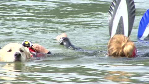 Lifeguard dog engaged in training to save man in the water Vidéo 190485673