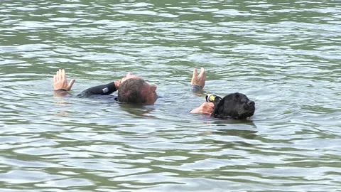 Lifeguard dog engaged in training to save man in the water Vidéo 190485705