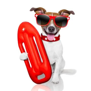 Lifeguard dog Stock Photos