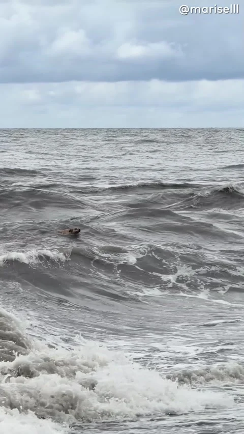 Lifeguard Pulls a Drowns Dog to Shore, Sochi, Russia - 07 Aug 2026 Stock Footage 341701257