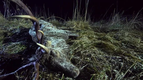 Lifeless Deer Carcass Lying In Wintery Marsh Environment At Night. Stock Footage 325840812