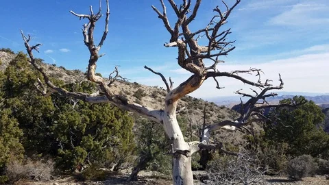 Lifeless desert tree on a mountain tracking move Stock Footage 85699911