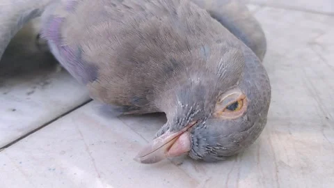 Lifeless Dove Fallen on the Pavement Stock Footage 344832746