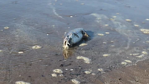 A lifeless fish is washed ashore on a polluted beach. Stock Footage 262638565