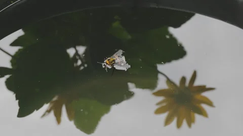 Lifeless honey bee drifting on the calm water's surface. The still water 스톡 동영상 343560873