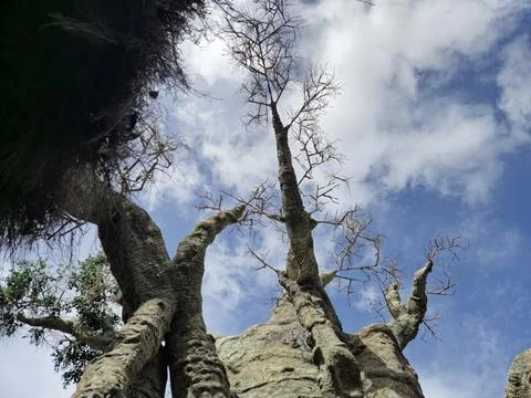 Lifeless tree branches against dramatic blue sky clouds Stock Photos