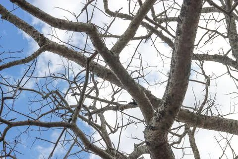 Lifeless tree branches hand in the sky Stock Photos