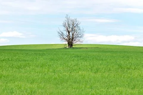 A Lifeless Tree in a Feld Stock Photos