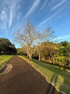 Lifeless tree on scenic path Stock Photos