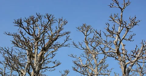 Lifeless Trunks and Branches of Trees against a Blue Sky Video stock 68104123