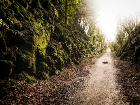 Life's Path Stock Photos