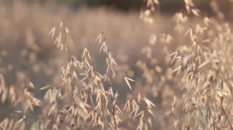 Lifestream The hand stroking the grass at sunset Stock Footage 66538497